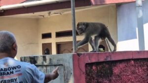 Monyet Lepas Serang Warga di Depok, 2 Terluka