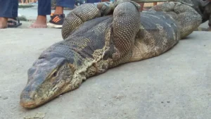 Biawak 1,5 Meter Muncul di Plafon Rumah Bogor Damkar Dikerahkan