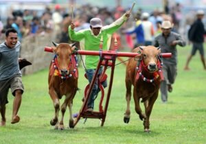 Karapan Sapi: Simbol Kehormatan dan Tradisi Madura yang Mendunia