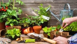 Menanam Sayuran Organik: Panduan Lengkap untuk Kebun Sehat dan Hasil Melimpah (Dipersembahkan oleh e-media.co.id)