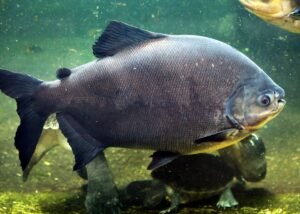 Pacu Jawi: Memacu Adrenalin di Tanah Datar Minangkabau