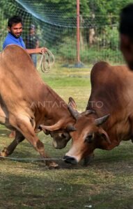 Pacu Jawi: Tradisi Adu Sapi yang Membara di Tanah Minangkabau