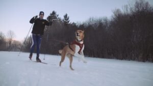 Skijoring: Sensasi Meluncur di Atas Salju yang Dipacu Hewan, Olahraga Unik yang Memacu Adrenalin