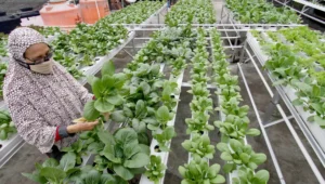 Urban Farming: Menghidupkan Ketahanan Pangan di Kota Terpencil