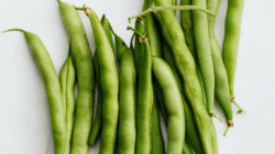 Buncis sebagai Sumber Gizi Penting untuk Kesehatan