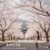 Cara Traveling ke Korea Selatan Saat Musim Semi Untuk Melihat Bunga Sakura Bermekaran