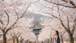 Cara Traveling ke Korea Selatan Saat Musim Semi Untuk Melihat Bunga Sakura Bermekaran