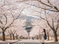Cara Traveling ke Korea Selatan Saat Musim Semi Untuk Melihat Bunga Sakura Bermekaran